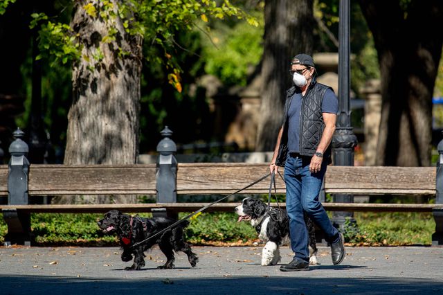 A dog walker wears a mask in Central Park during the coronavirus pandemic.